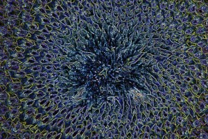 psychedelic sunflower