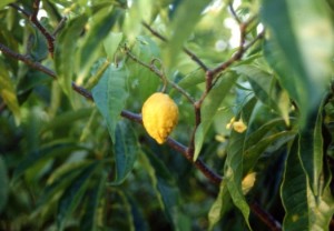 iboga fruit