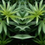 They Call Her Santa Maria, the holy herb, sacred plant of Pachamama
